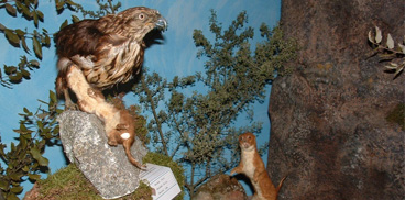 Nughedu Santa Vittoria, museo naturalistico