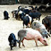 fauna animali allevamento maiali