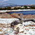 Capo Comino 