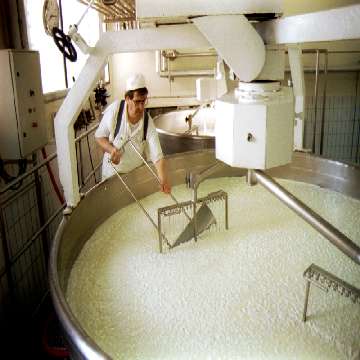 Lavorazione prodotti lattiero caseari [360x360]