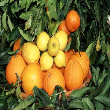 Muravera, arance e limoni tra le foglie [360x360]