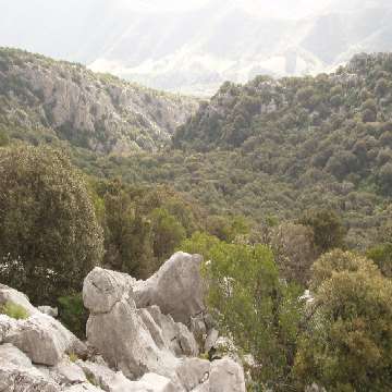 20090325/sentieristica/G106/Vista panoramica della foresta Altudè [360x360]