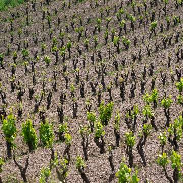 Uri, viticultura [360x360]