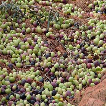 Raccolta delle olive [360x360]