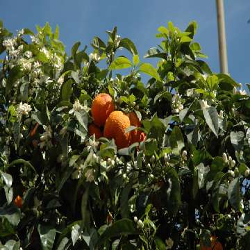 20100528/archivio 3/sansperate/San Sperate agricoltura frutta arancia [360x360]