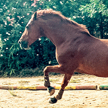 cavallo anglo-arabo