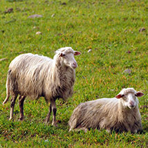 Pecore pastorizia ovini