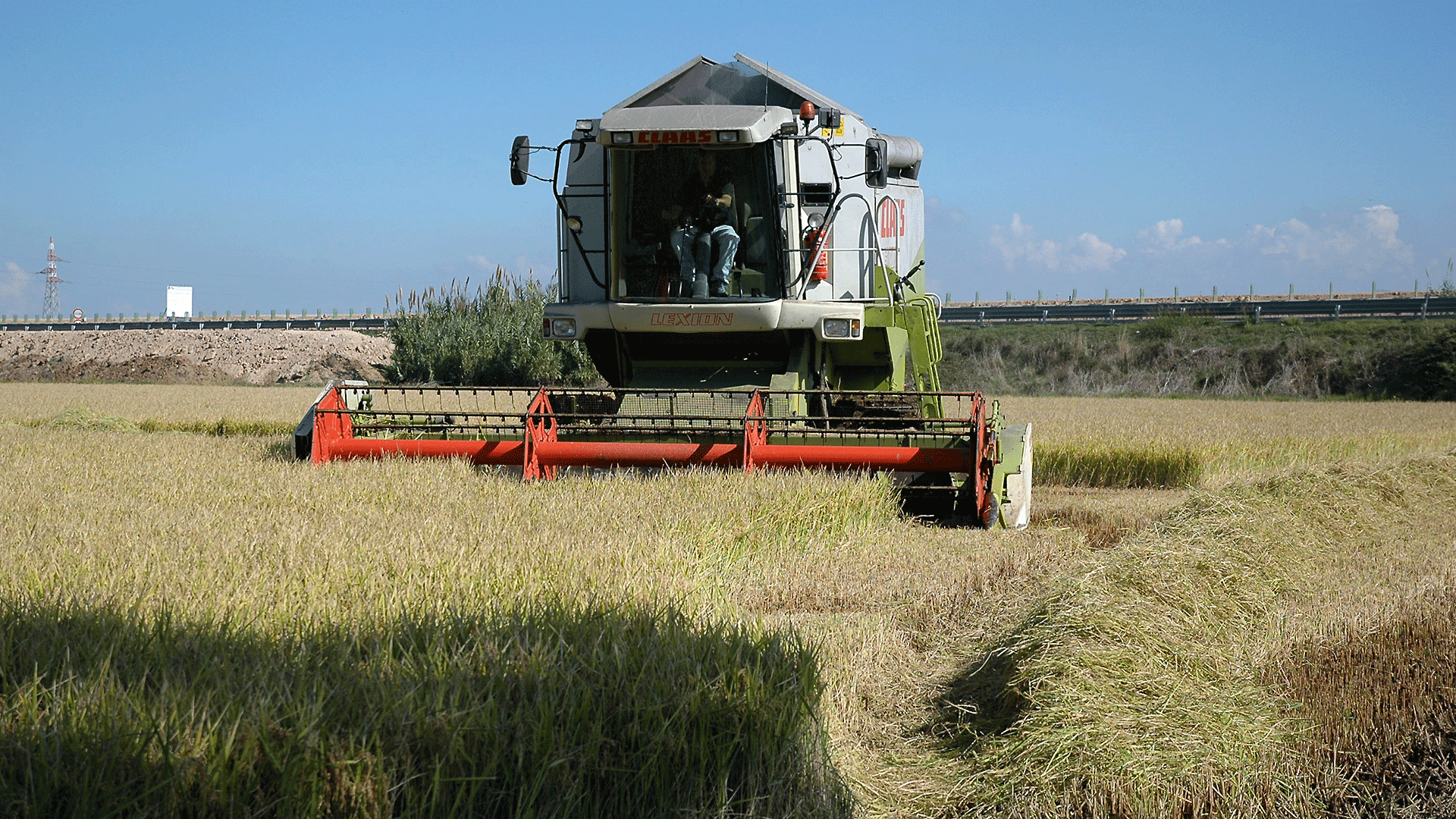 agricoltura-coltivazioni-mietitura riso