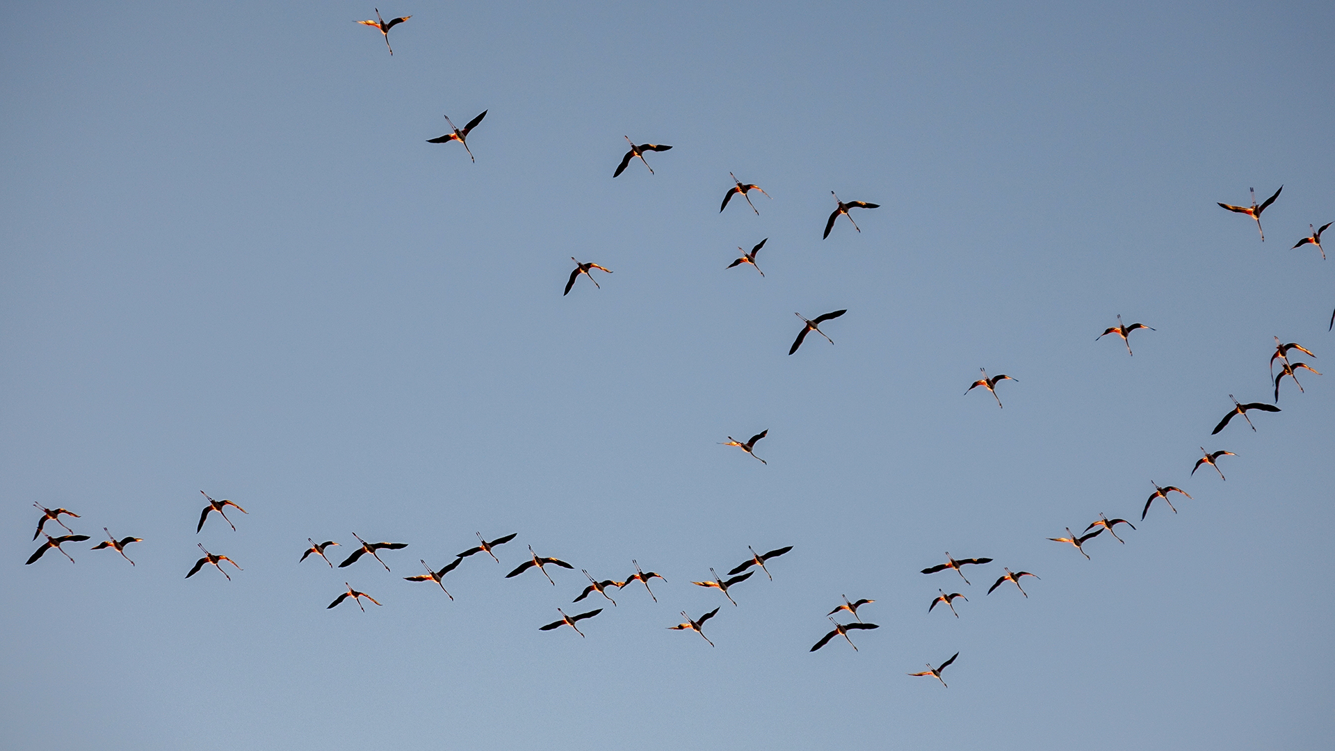 fenicotteri uccelli in volo birdwatching stagno laguna