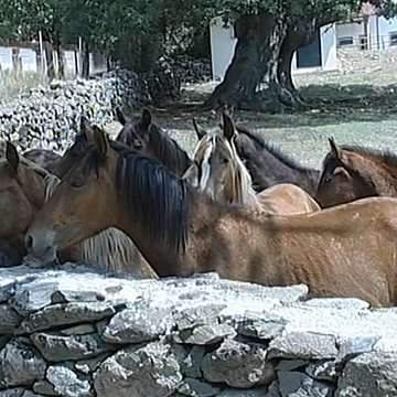 Foresta Burgos tra cavalli e stellette