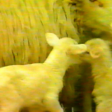 L'allevamento ovino e caprino: moderne tecniche di conduzione