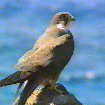 Il falco Eleonorae