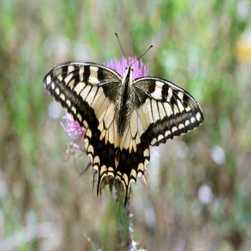 Macaone [Papilio machaon] [360x360]