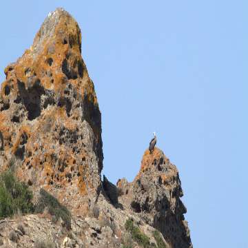 Grifone su roccia presso Capo Marrargiu [360x360]