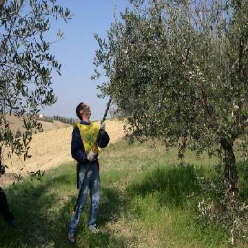 Potatura dell'olivo, concorso S'Ischimadorza [360x360]