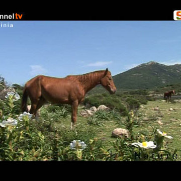 Cavalli selvatici a Urzulei