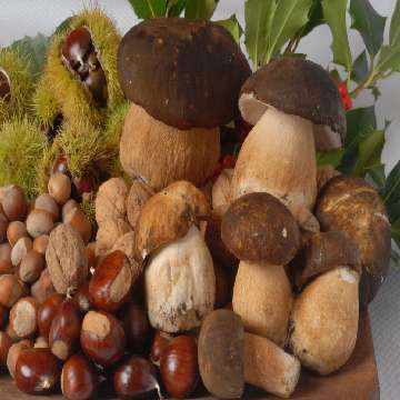 Esposizione di funghi, frutta secca e castagne [360x360]