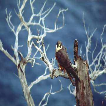 Falco della regina [360x360]