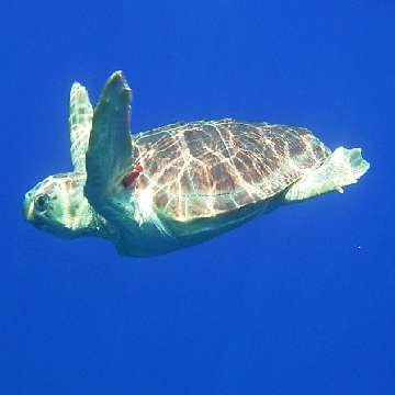 Area Marina Protetta del Sinis, liberazione di una tartaruga marina [360x360]