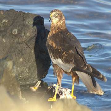 Falco di palude e preda, un cormorano [360x360]