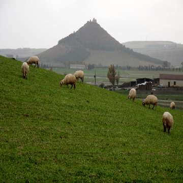 Oschiri, pecore al pascolo [360x360]