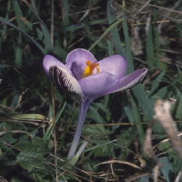 Zafferano minore, Crocus minimus, piccola pianta erbacea [360x360]