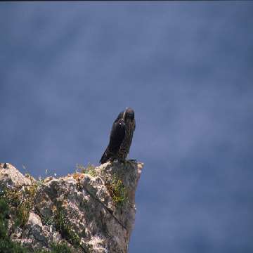 Falco pellegrino, Falco peregrinus a Capo Caccia [360x360]