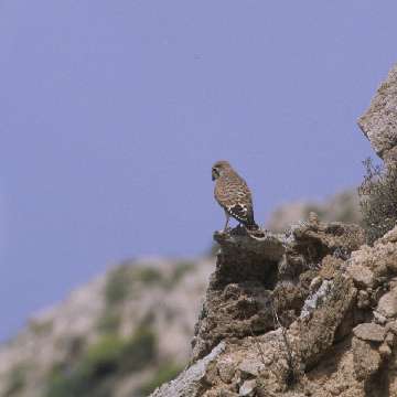 Falco della regina nell’isola di San Pietro [360x360]