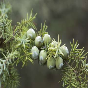 Bacche di Ginepro coccolone, Juniperus oxycedrus L. ssp. macrocarpa [360x360]