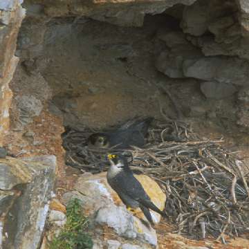 Falco pellegrino [Falco peregrinus] al nido [360x360]