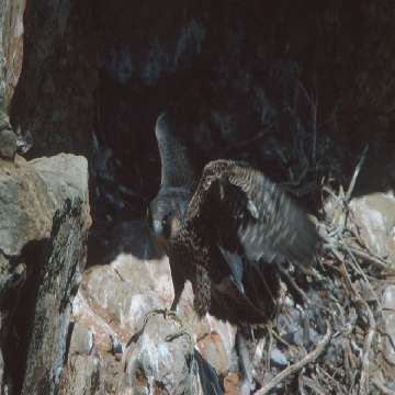 Falco pellegrino a Capo Caccia [360x360]