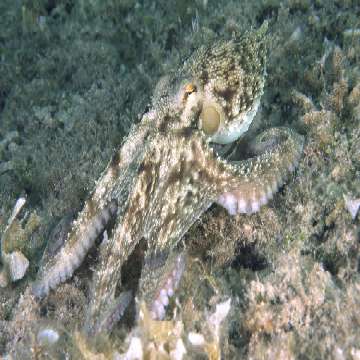 Octopus vulgaris, Polpo [360x360]